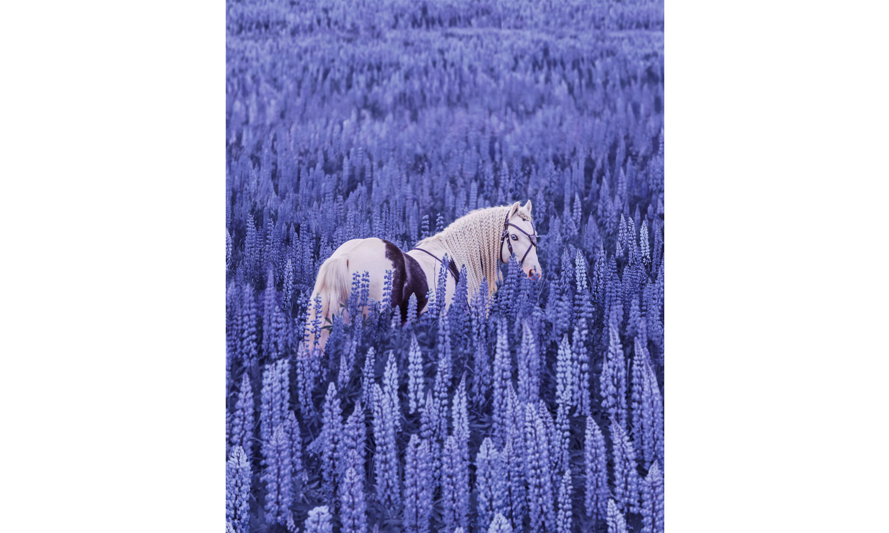 Magical Inspiration 3
