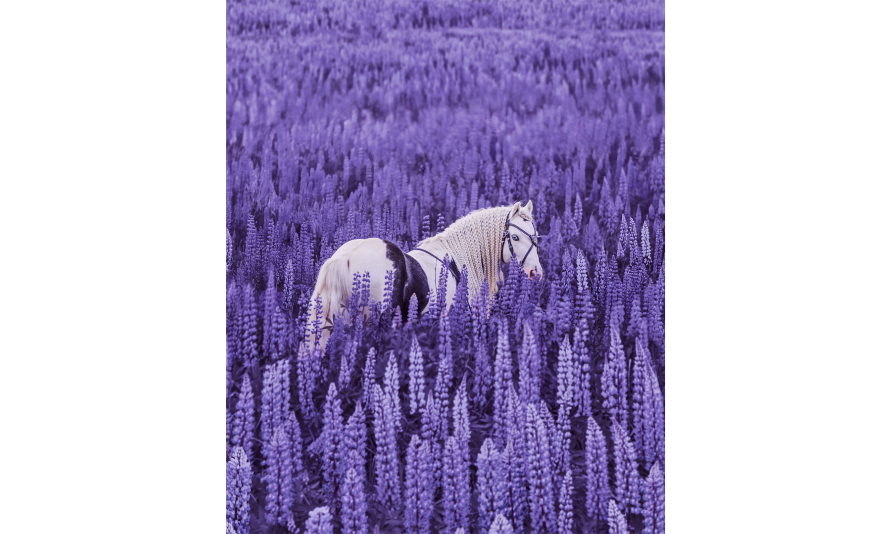 Magical Inspiration 1