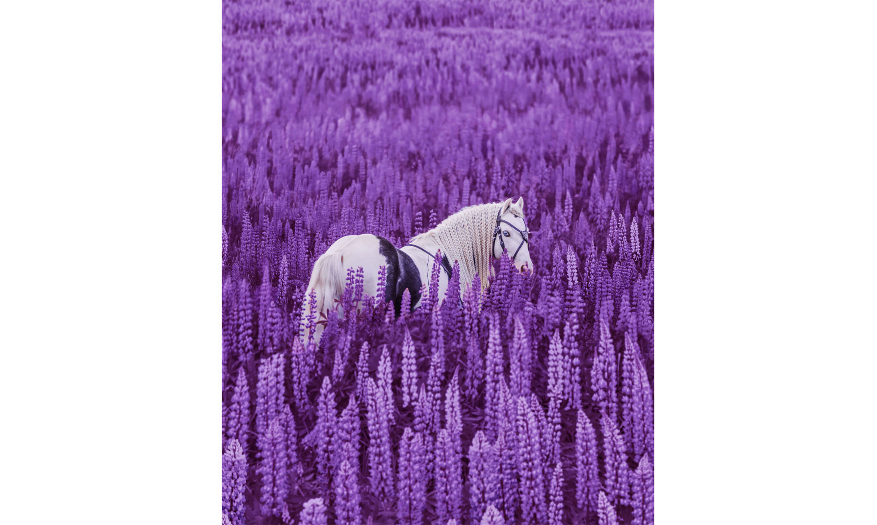 Magical Inspiration 2