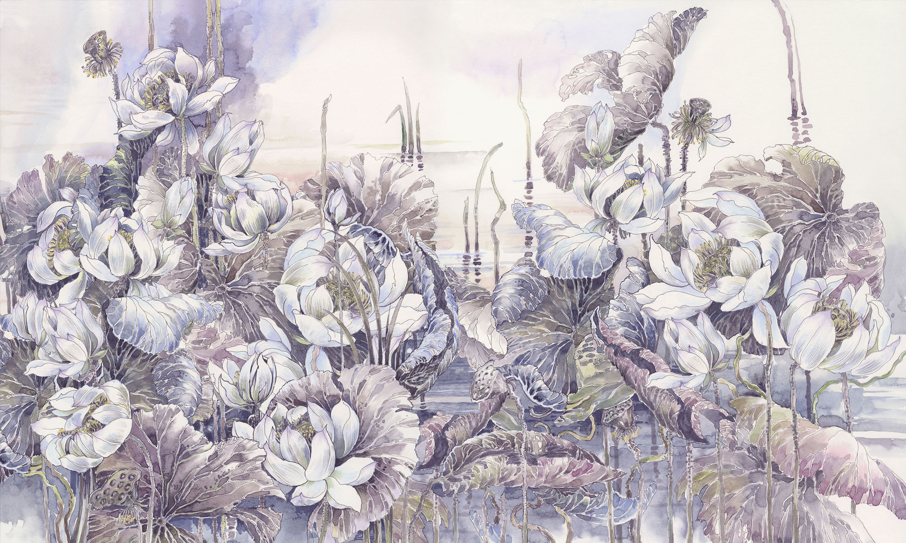 Lotuses at Dawn 1